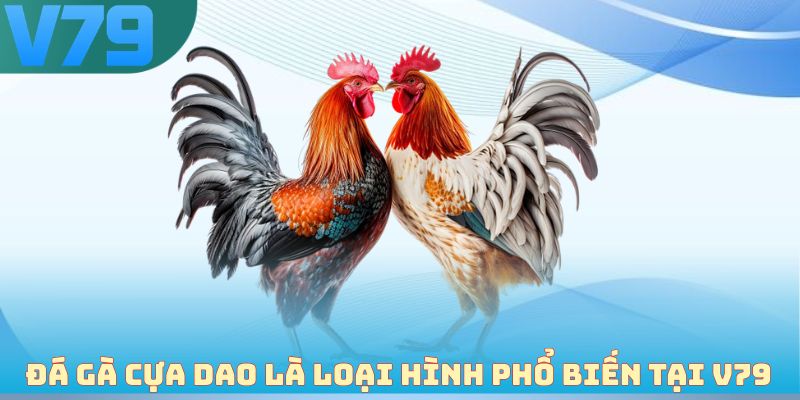 Đá gà cựa dao là loại hình phổ biến tại V79