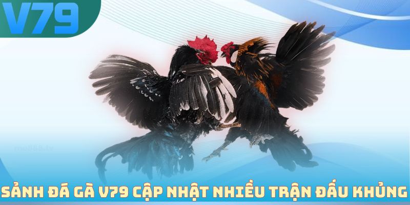 Sảnh đá gà V79 cập nhật nhiều trận đấu khủng