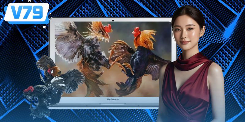Các sảnh cá cược đá gà quốc tế uy tín tại nhà cái