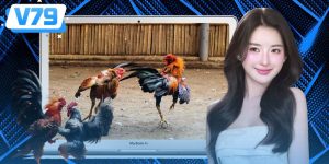 Đá Gà Cựa Dao Là Gì? Cách Quan Sát Trận Đấu Hiệu Quả